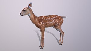 Sika deer calves 3D