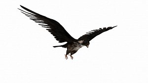 FALCON