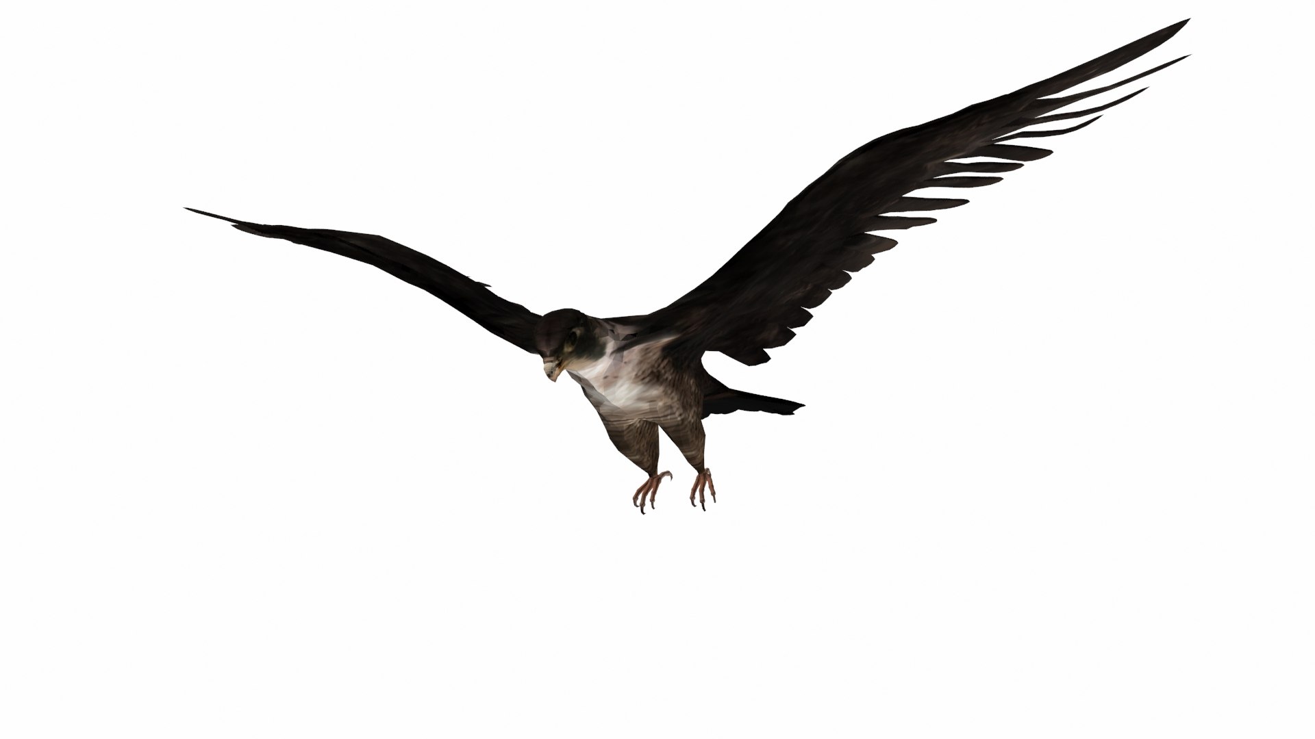 falcon bird 3D https://p.turbosquid.com/ts-thumb/S6/1qmML8/vD/p3/jpg/1609583629/1920x1080/fit_q87/23347a56ed8d91342cfb6e72c73a64a081c83241/p3.jpg