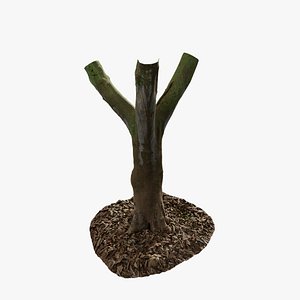 Anydrafts Cinnamomum burmannii Trunk 19 3d model