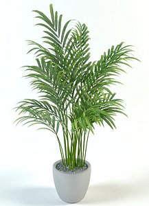 palm tree pot 3D model