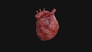 Heart Organ 3D model