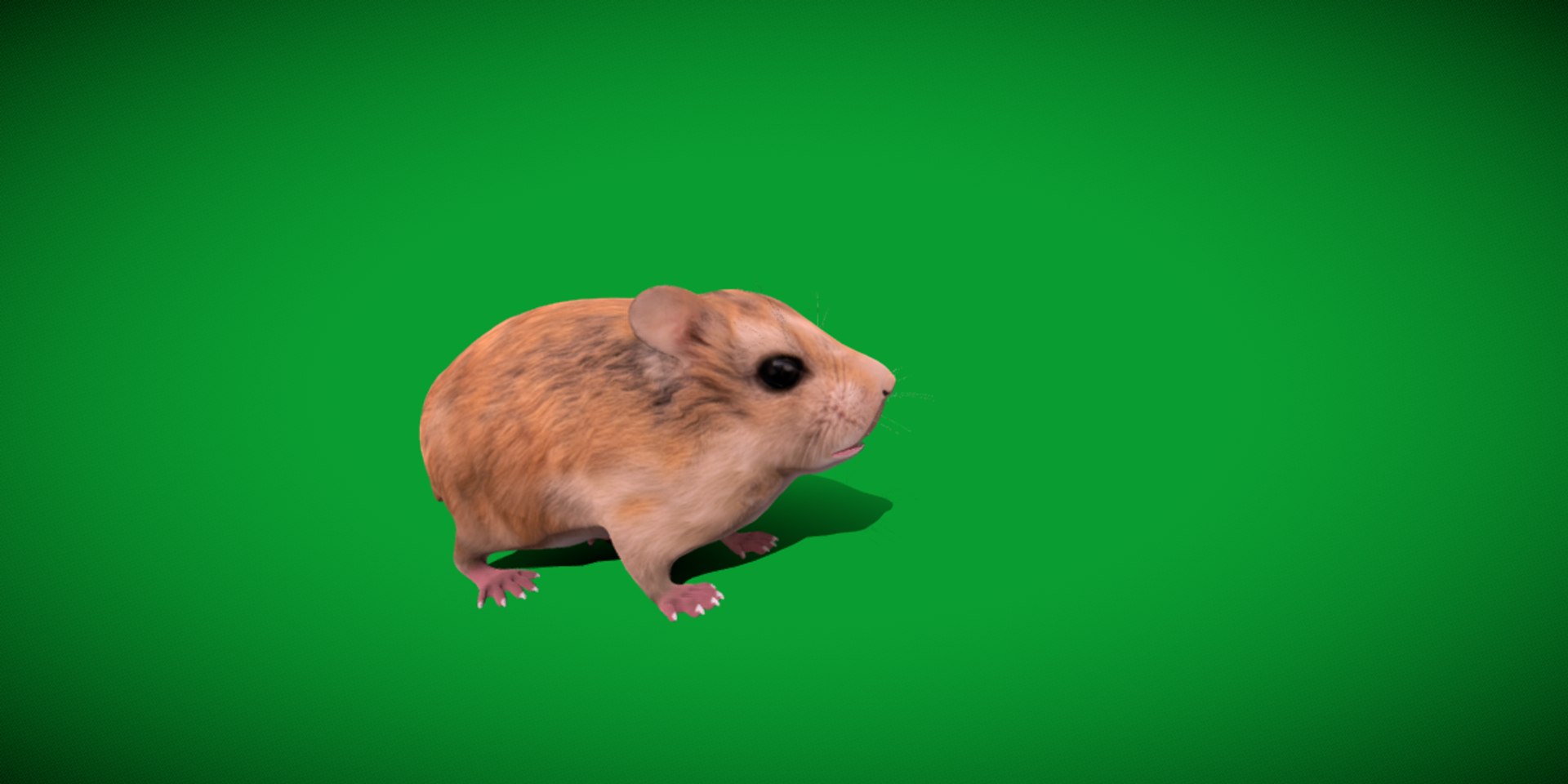 3D Roborovski Dwarf Hamster https://p.turbosquid.com/ts-thumb/S6/FYJpyB/Ku/dwaf_hamster1/png/1751505455/1920x1080/fit_q87/1f4a453515b99c532e68f33c7af0d2002997a774/dwaf_hamster1.jpg