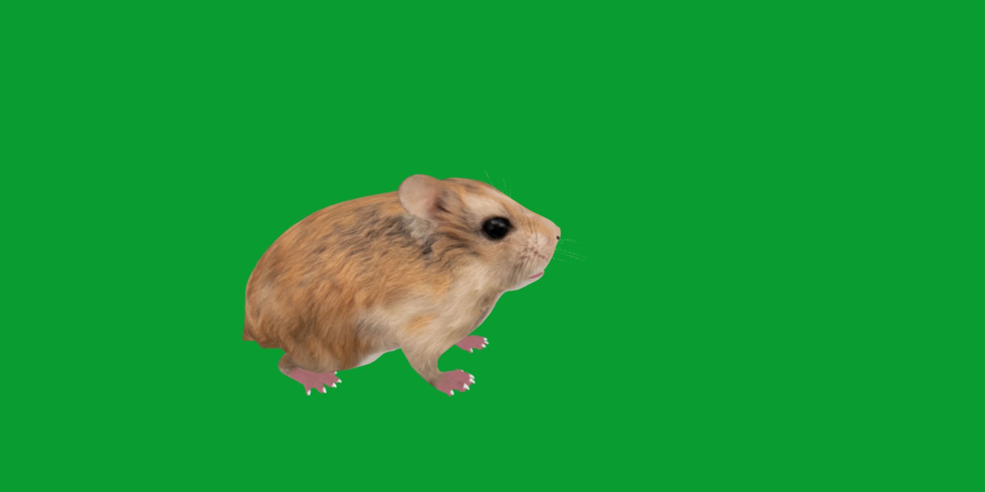 3D Roborovski Dwarf Hamster https://p.turbosquid.com/ts-thumb/S6/FYJpyB/b6/dwaf_hamster15/png/1751505468/1920x1080/fit_q87/43fa50fc80610cab18525ca50accaa6bf955690f/dwaf_hamster15.jpg