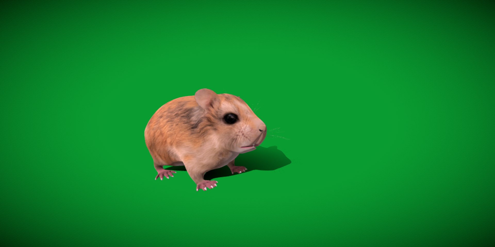 3D Roborovski Dwarf Hamster https://p.turbosquid.com/ts-thumb/S6/FYJpyB/yH/dwaf_hamster2/png/1751505453/1920x1080/fit_q87/84c043e6dbe8e8d12acfcbabc67e1dc01b865cff/dwaf_hamster2.jpg