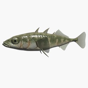 Three-spined Stickleback
