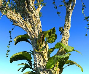 Rain Forest Ecosystems Animated