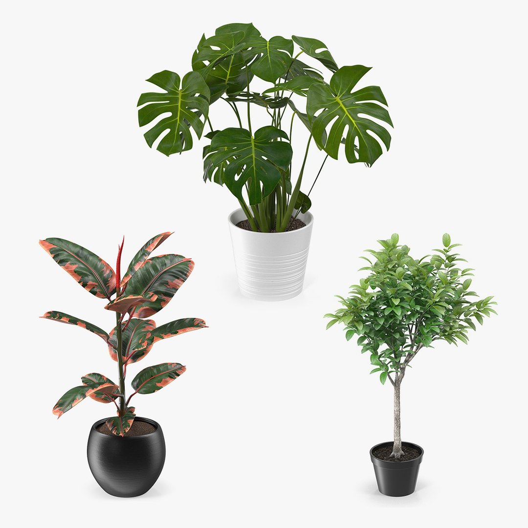 Houseplants Collection 3D model preview