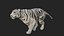 White Tiger model