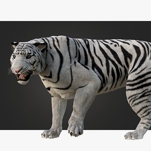 White Tiger model
