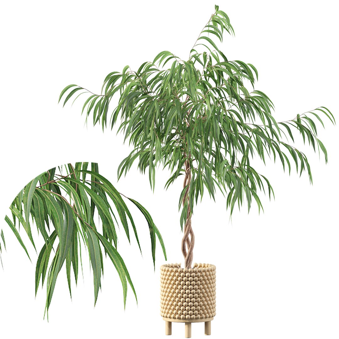 monstera ficus ali model https://p.turbosquid.com/ts-thumb/S6/sVYt8Z/0y/plantscollection091d/jpg/1612796324/1920x1080/fit_q87/7bb639a493100041a7a778f8a3de536ede42cca9/plantscollection091d.jpg