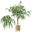 植物系列 091 - 龟背竹、榕树、仙人掌