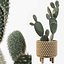 植物系列 091 - 龟背竹、榕树、仙人掌