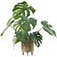 植物系列 091 - 龟背竹、榕树、仙人掌