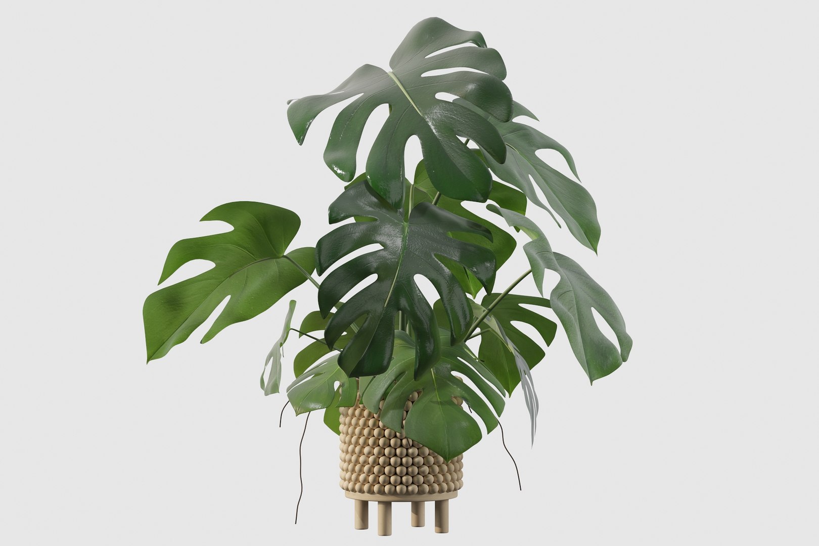 monstera ficus ali model https://p.turbosquid.com/ts-thumb/S6/sVYt8Z/Ek/monstera215/jpg/1612796384/1920x1080/fit_q87/b3507d68ce9112d73cc88bdc3dc04849c75f8eb6/monstera215.jpg