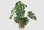 植物系列 091 - 龟背竹、榕树、仙人掌