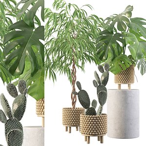 monstera ficus ali model