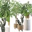 植物系列 091 - 龟背竹、榕树、仙人掌