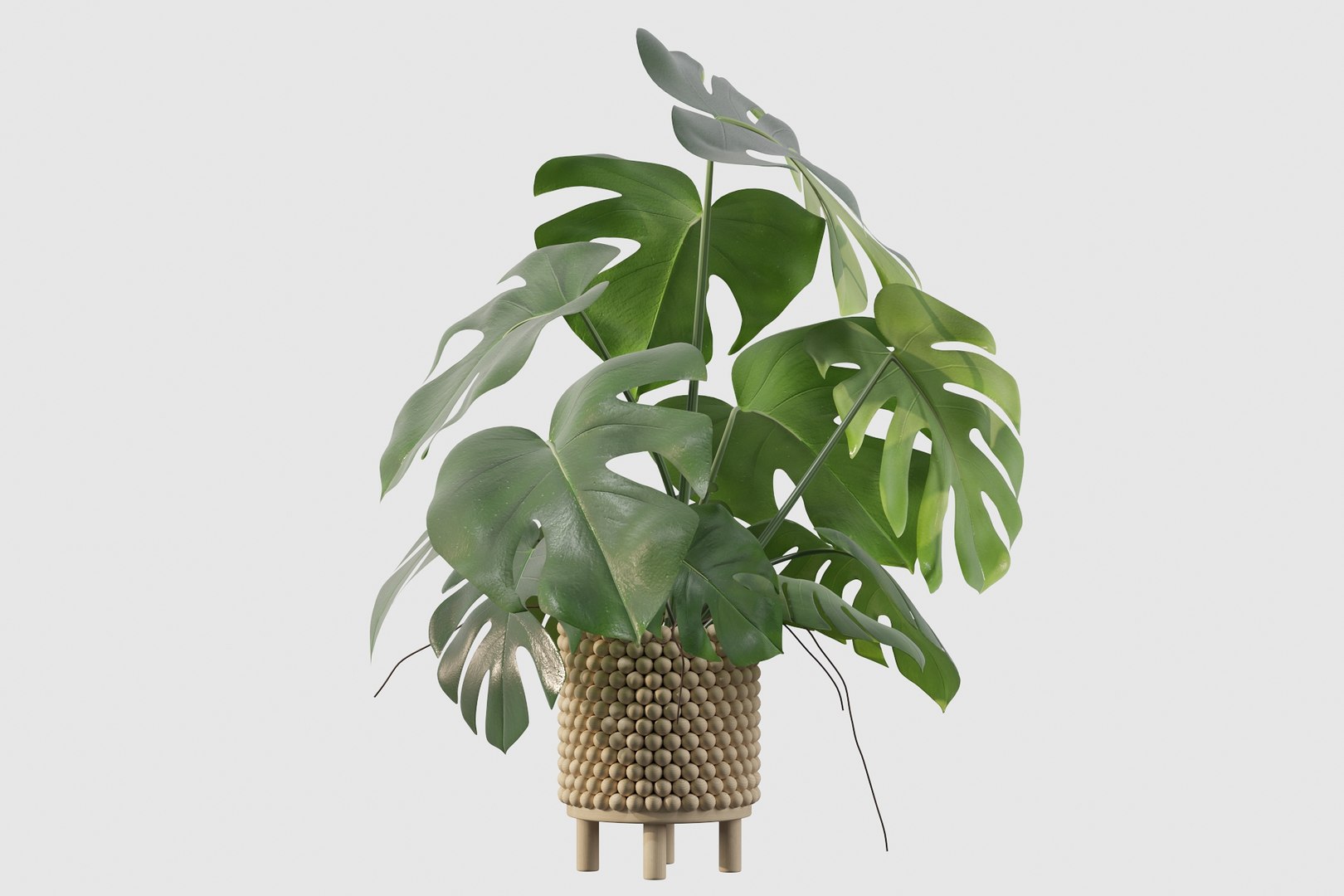 monstera ficus ali model https://p.turbosquid.com/ts-thumb/S6/sVYt8Z/v6/monstera210/jpg/1612796383/1920x1080/fit_q87/dbb1a3d00aeadbe6ba42a37fdef58e08ae39daa1/monstera210.jpg