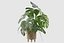植物系列 091 - 龟背竹、榕树、仙人掌