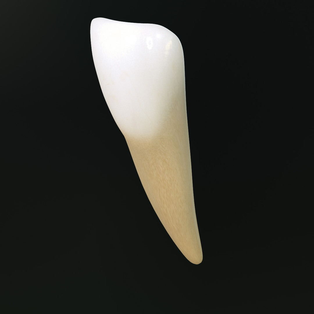 Tooth Lower Central Incisor 3d Model