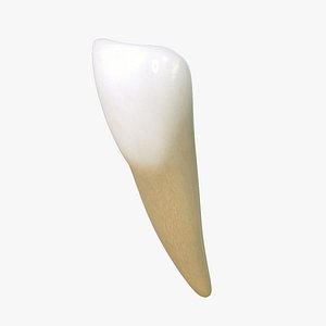 tooth lower central incisor 3d model