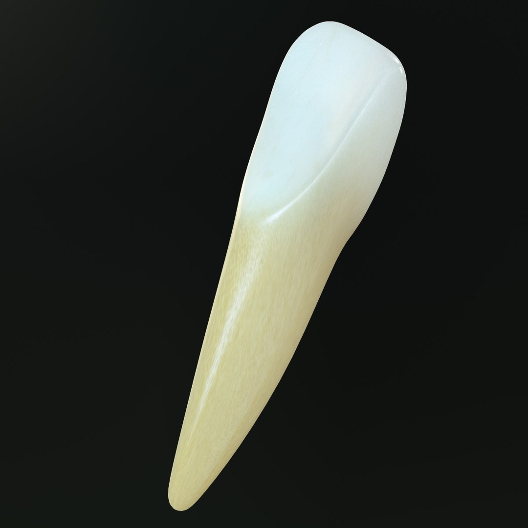 Tooth Lower Central Incisor 3d Model