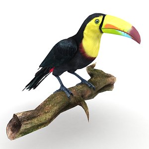 3D toucan