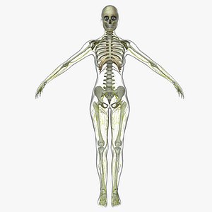 Central Nervous System with Skeleton Female