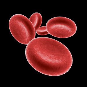 maya red blood cells