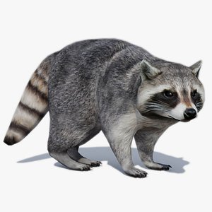 Raccoon Animated