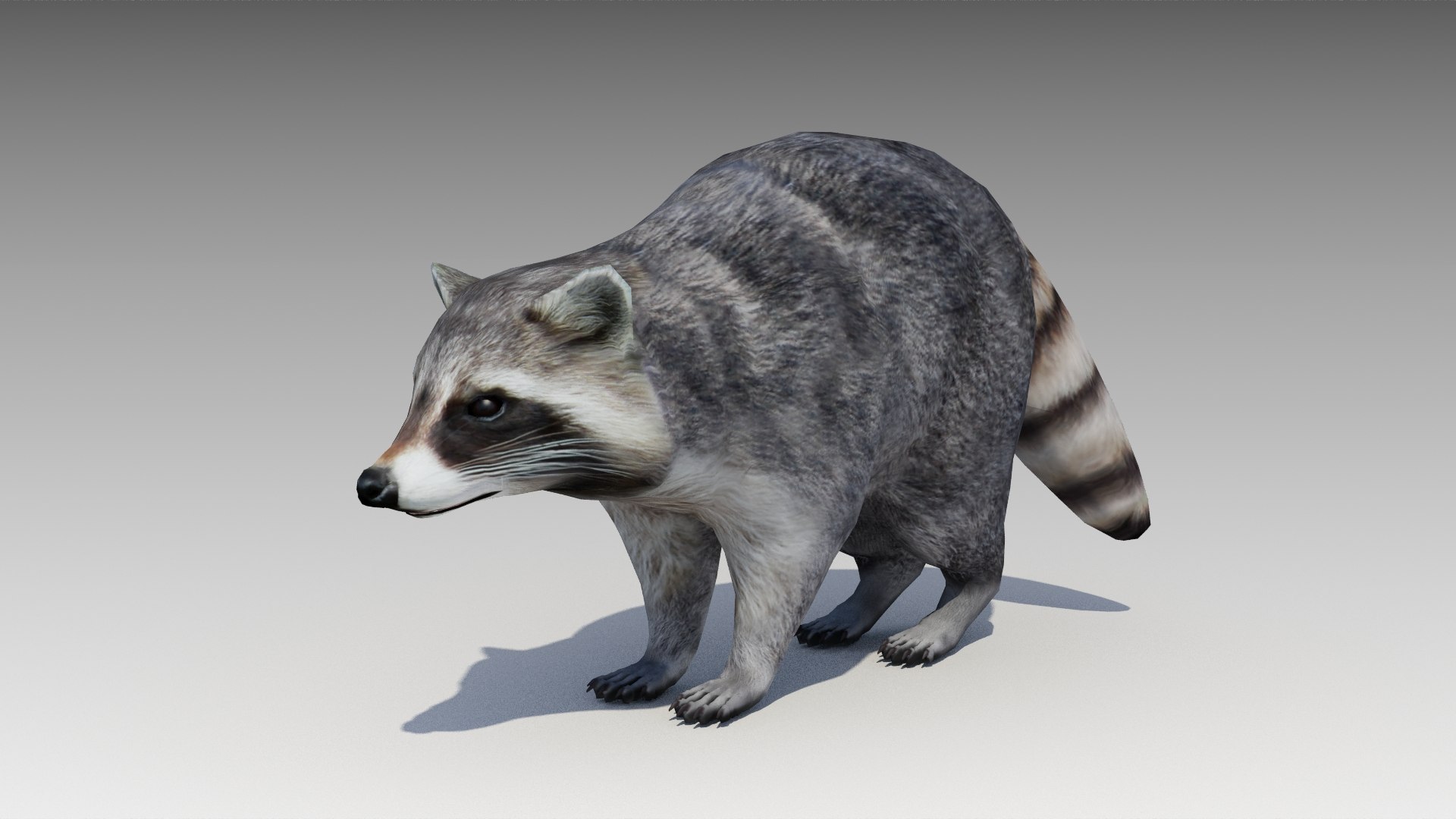3D Raccoon Animations Model - TurboSquid 1603112