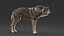 3D realistic rigged wolf
