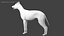 3D realistic rigged wolf