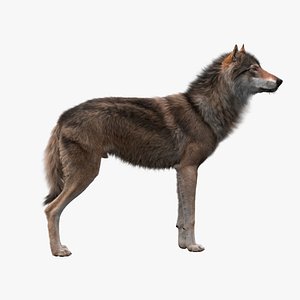 3D realistic rigged wolf