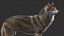 3D realistic rigged wolf