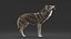 3D realistic rigged wolf