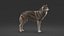3D realistic rigged wolf