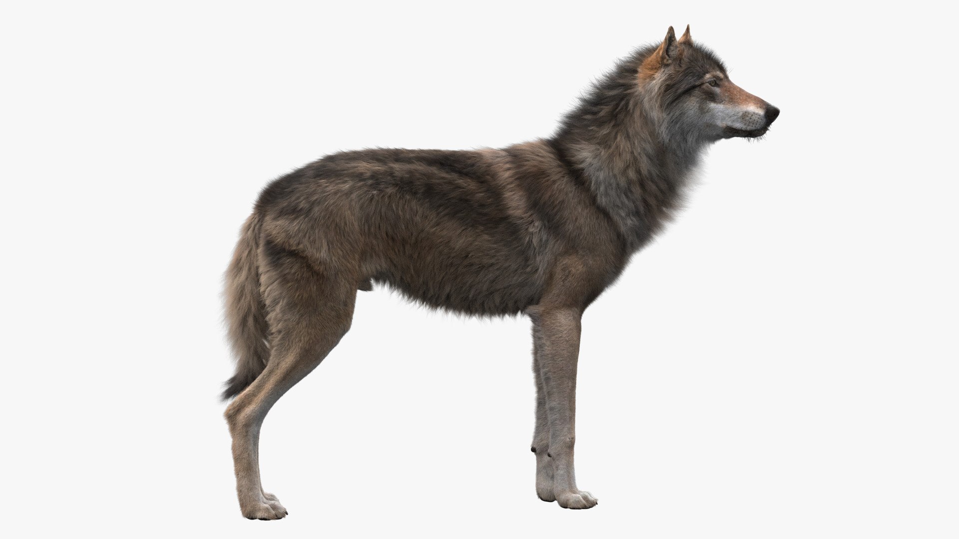 3D realistic rigged wolf https://p.turbosquid.com/ts-thumb/S7/HLVoyN/hUvoex5V/title_wide/jpg/1571481034/1920x1080/fit_q87/bd5725d1a10cd21ce5c113fea46f9f5ca4d9bba9/title_wide.jpg
