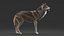 3D realistic rigged wolf