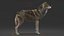3D realistic rigged wolf