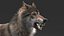 3D realistic rigged wolf