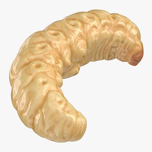 maggot rolled 3D model