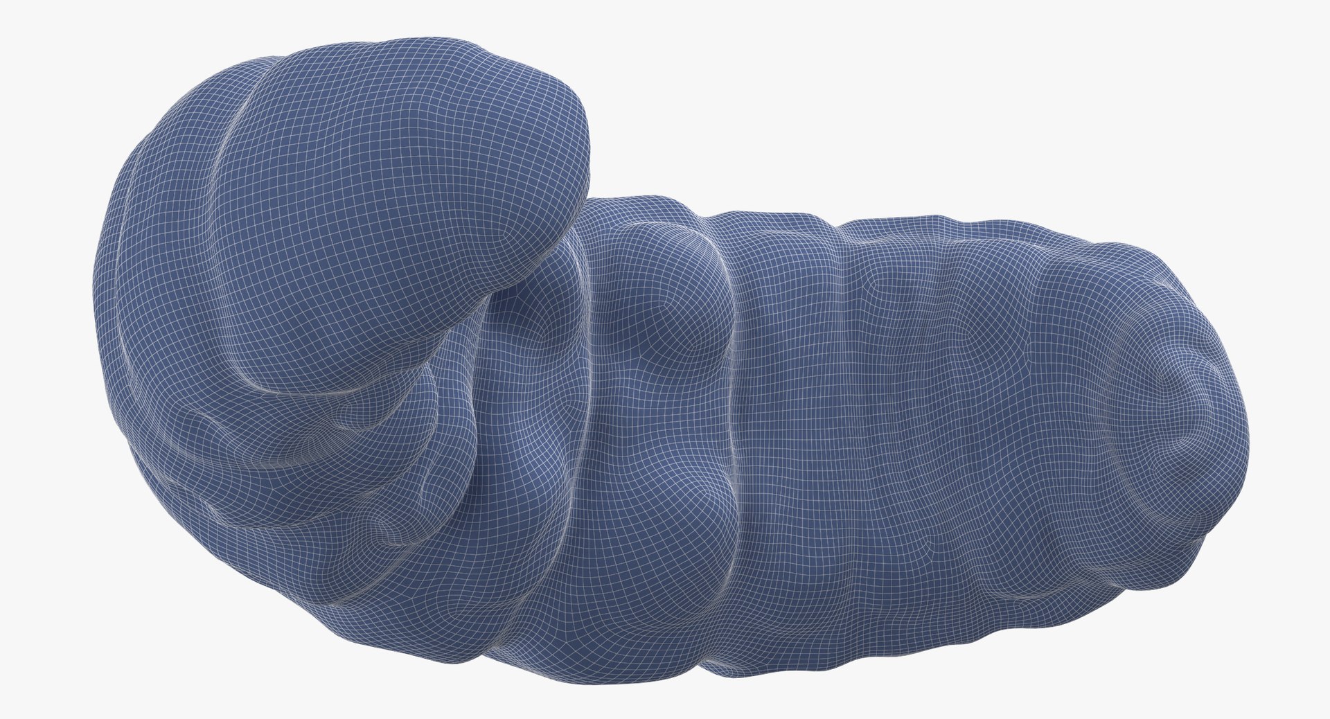 Maggot rolled 3D model - TurboSquid 1375527