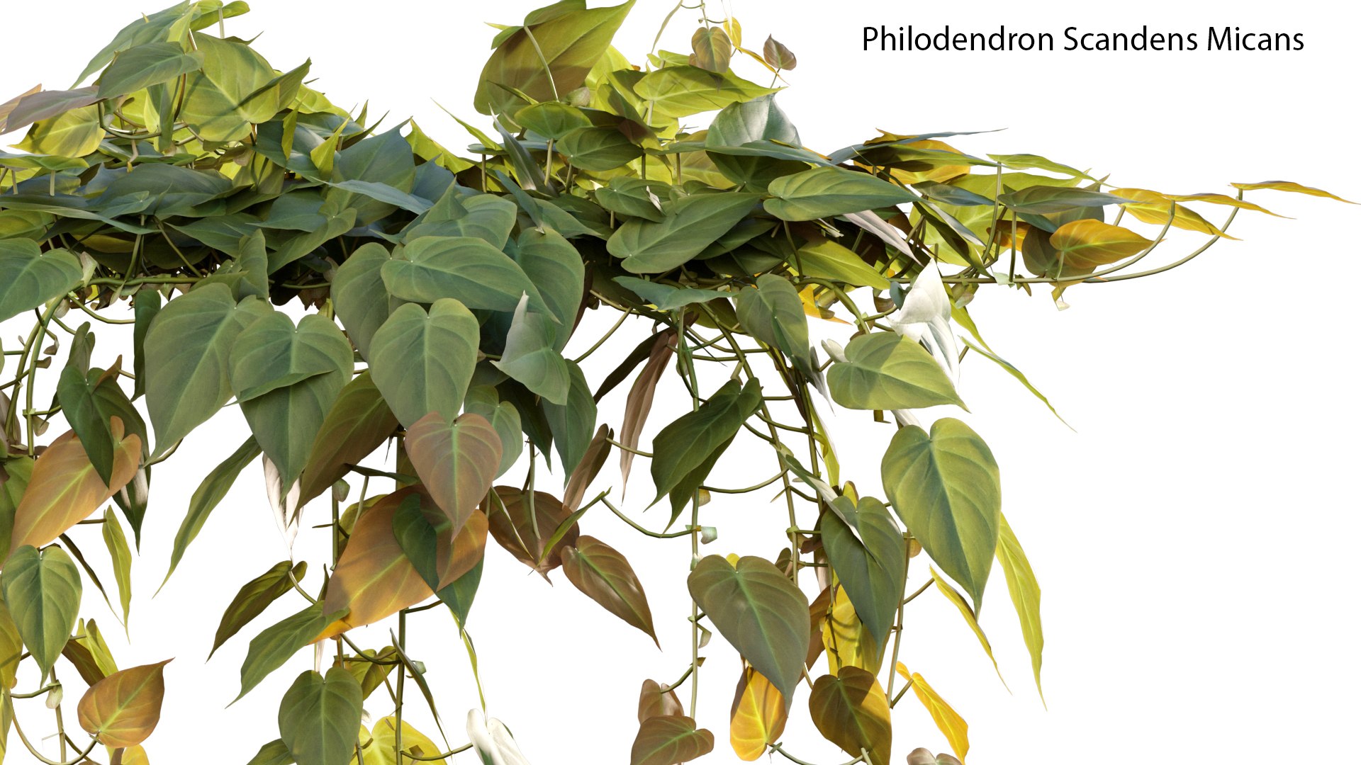 Philodendron Scandens Micans 3D https://p.turbosquid.com/ts-thumb/S7/Yk26vy/6c/philodendron_scandens_micans_01_02/jpg/1626029406/1920x1080/fit_q87/9df04ce8b243fea1346424622b924b194c27e9b6/philodendron_scandens_micans_01_02.jpg