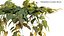Philodendron Scandens Micans