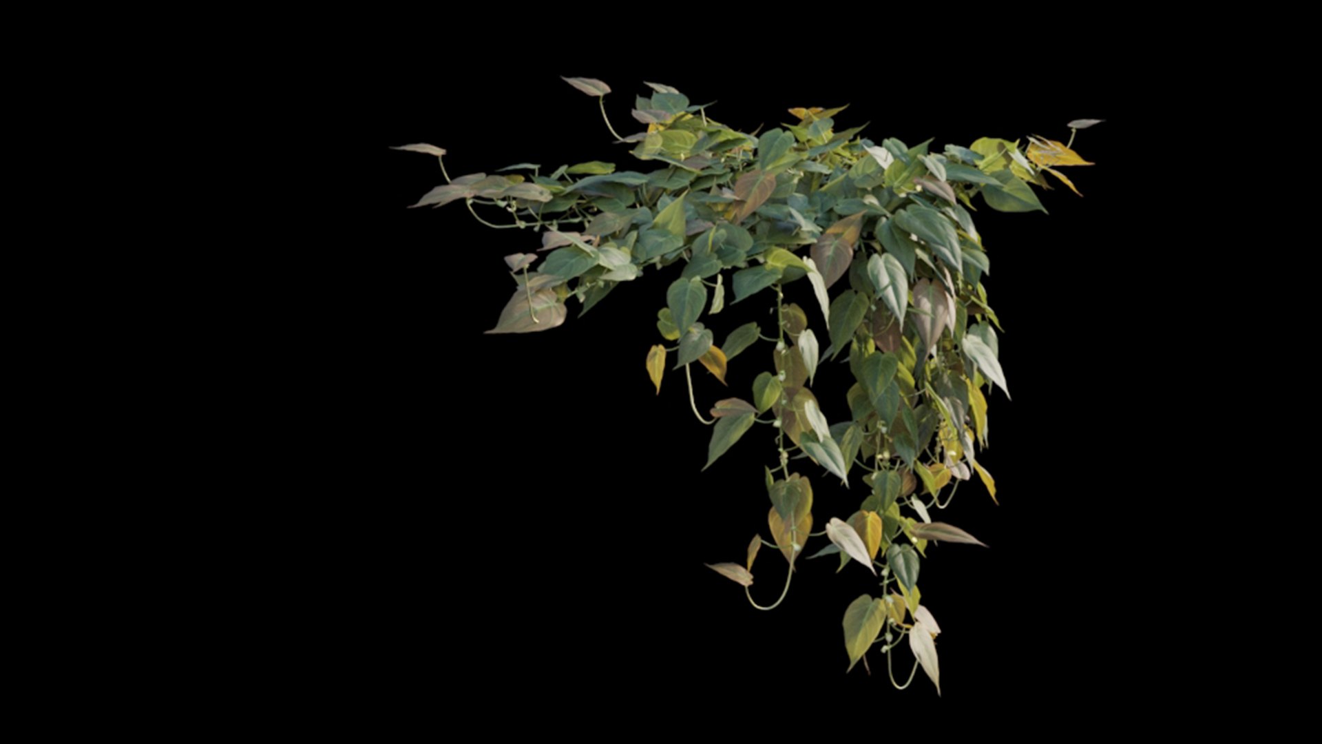 Philodendron Scandens Micans 3D https://p.turbosquid.com/ts-thumb/S7/Yk26vy/AW/philodendron_scandens_micans_01_05/jpg/1626029403/1920x1080/fit_q87/36ba3e46a3e6683af4e5493634b661cb1103d7e2/philodendron_scandens_micans_01_05.jpg