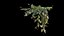 Philodendron Scandens Micans