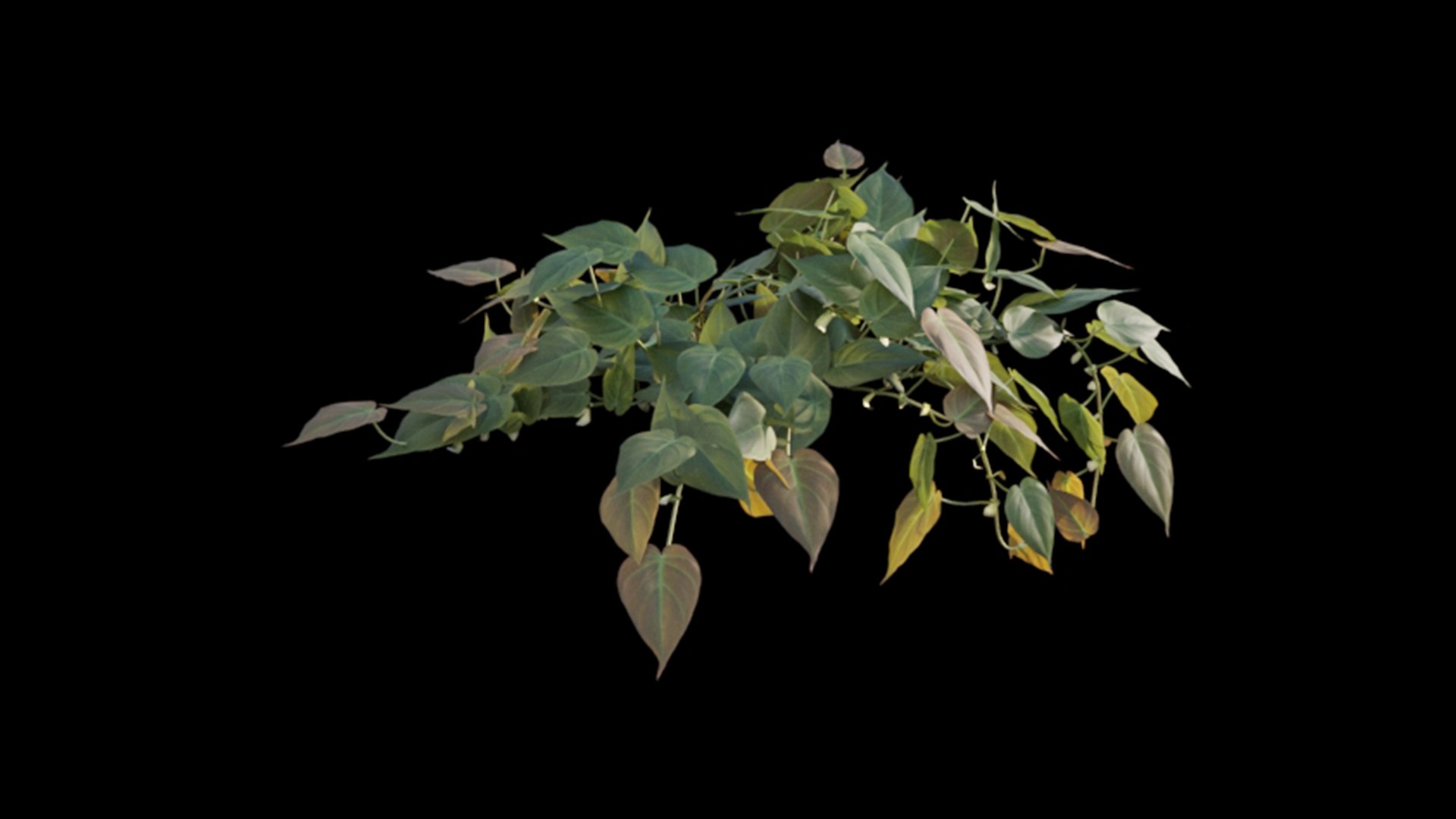 Philodendron Scandens Micans 3D https://p.turbosquid.com/ts-thumb/S7/Yk26vy/C3/philodendron_scandens_micans_01_07/jpg/1626029404/1920x1080/fit_q87/7dc9773691980a33e913f0d6ea10c40cdd5aeabe/philodendron_scandens_micans_01_07.jpg