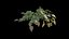 Philodendron Scandens Micans